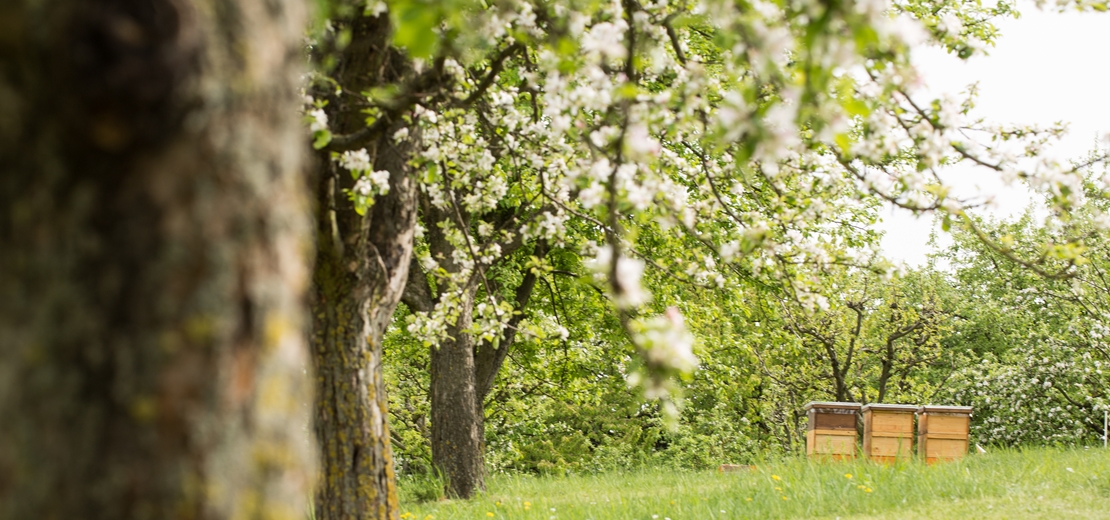 Obstgarten